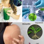 12 Remarkable Benefits of Broadleaf Plantain: Nature’s Healing Power