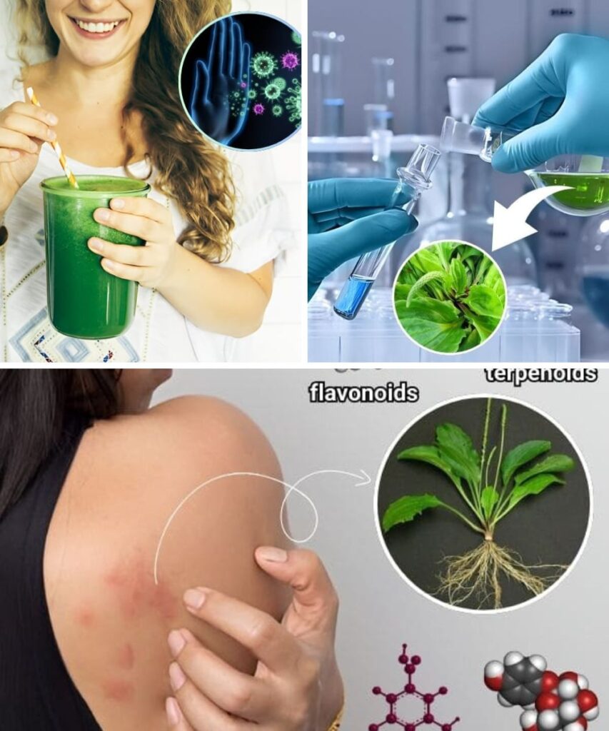 12 Remarkable Benefits of Broadleaf Plantain: Nature’s Healing Power