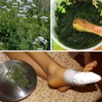 3 Steps to Use Yarrow for Stopping Bleeding Safely And Effectively