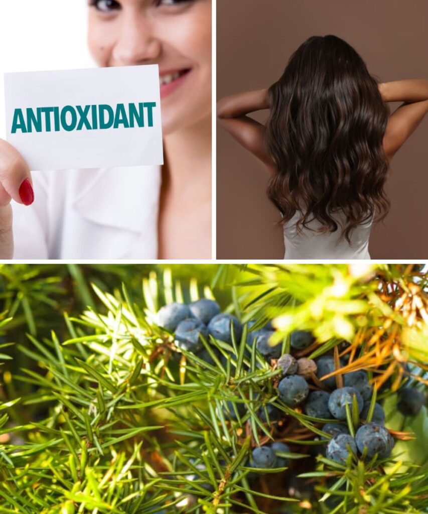 12 Surprising Health Benefits of Juniper You Didn’t Know About