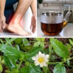 Unveiling 6+ Health Benefits of Sida Acuta: A Natural Remedy with Powerful Healing Properties