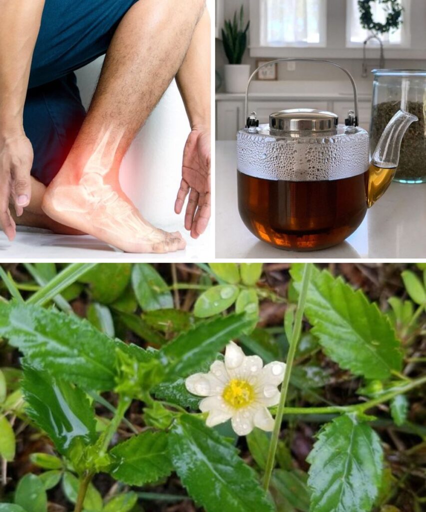 Unveiling 6+ Health Benefits of Sida Acuta: A Natural Remedy with Powerful Healing Properties