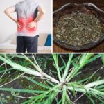 Discover How Goosegrass Can Improve Kidney Health and Detoxify Your Body Naturally