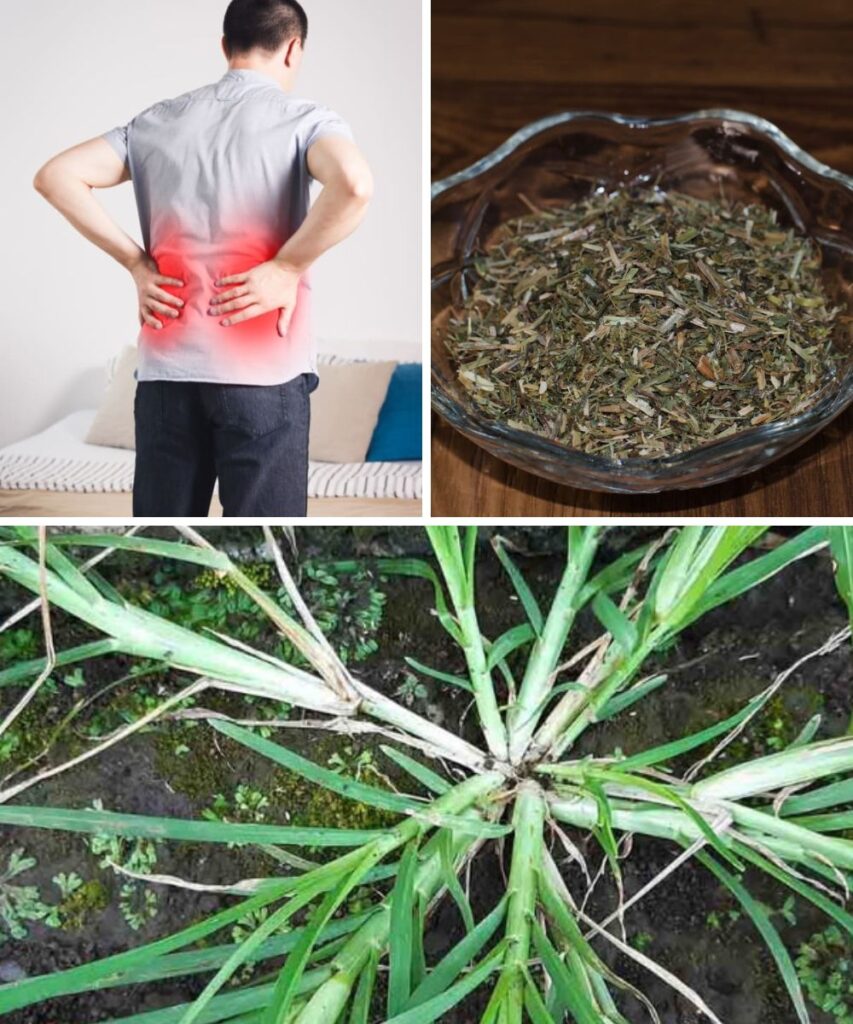Discover How Goosegrass Can Improve Kidney Health and Detoxify Your Body Naturally