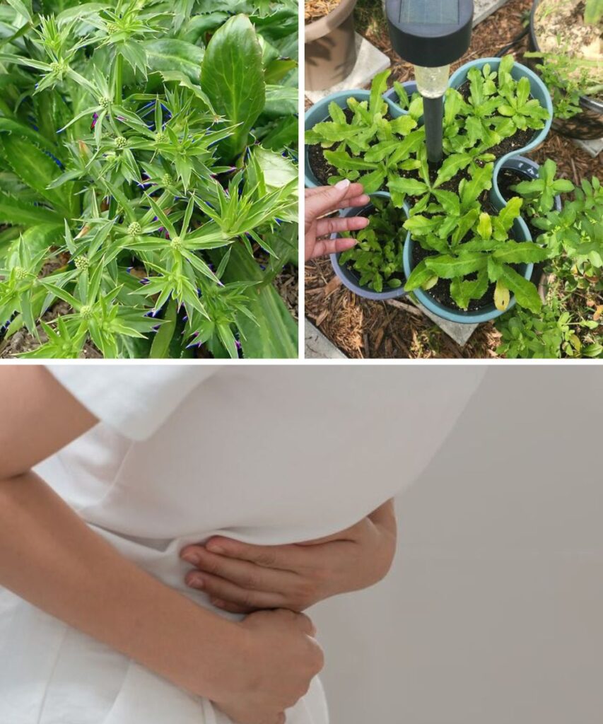 Culantro: The Underrated Super Herb That Packs a Nutritional Punch