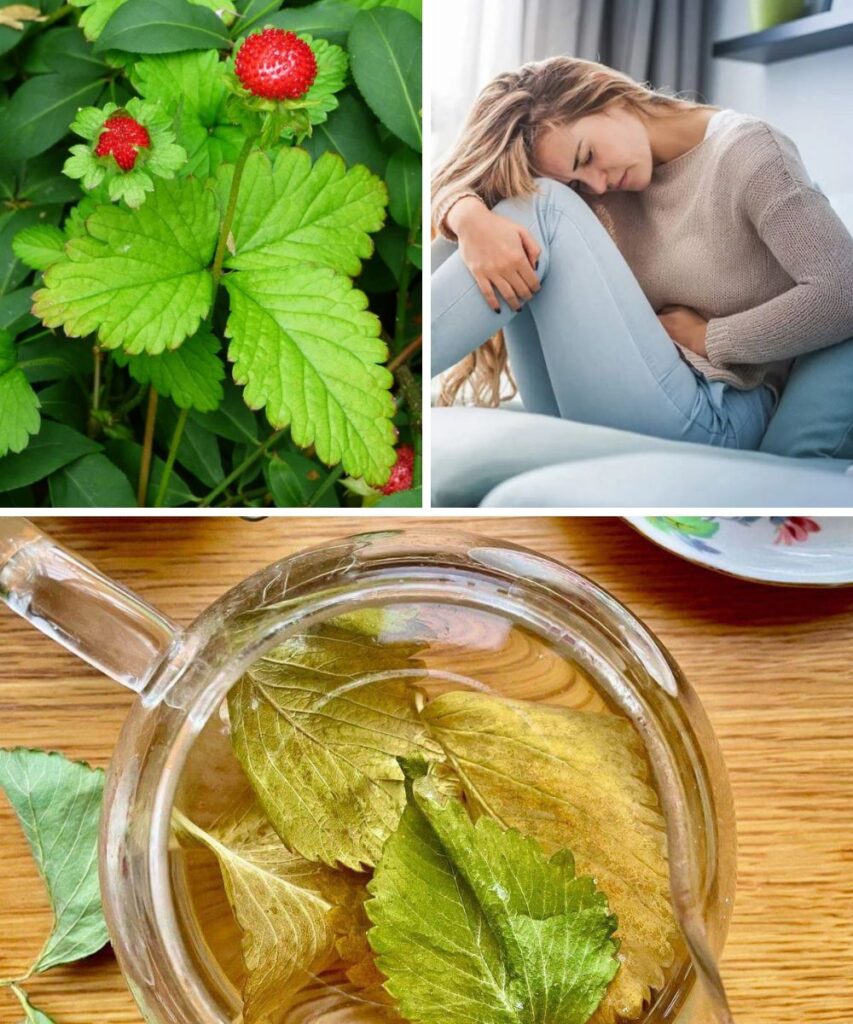 10 Incredible Health Benefits of Strawberry Leaves You Need to Know
