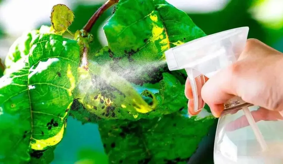 Home remedies for aphids from plants for a few cents: There are in the kitchen