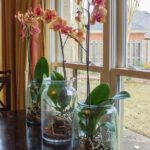 Orchid leaves, if you put them in a glass of water, you don’t stop: what happens?