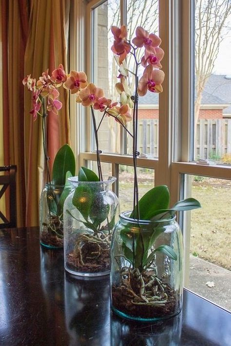 Orchid leaves, if you put them in a glass of water, you don’t stop: what happens?