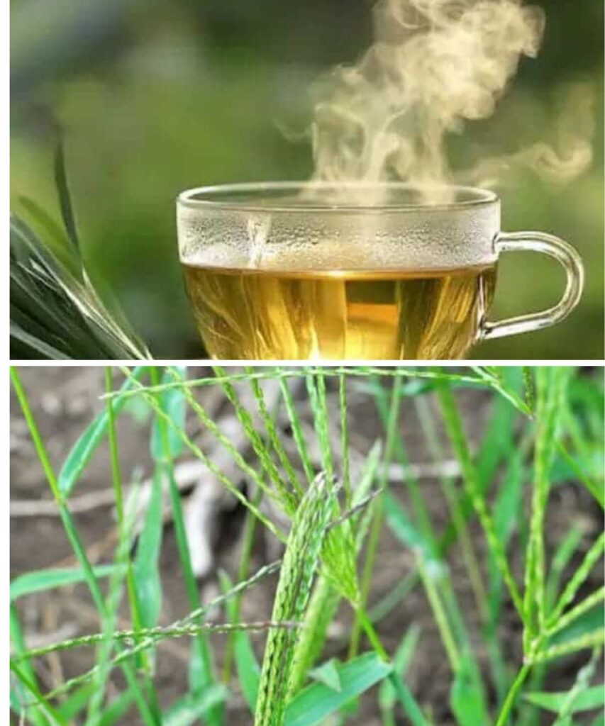 10+ Surprising Health Benefits of Crabgrass and How to Use It Effectively