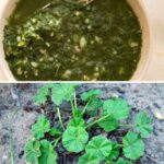 Common Mallow: A Miracle Plant That Can Treat A Variety of Ailments And Conditions