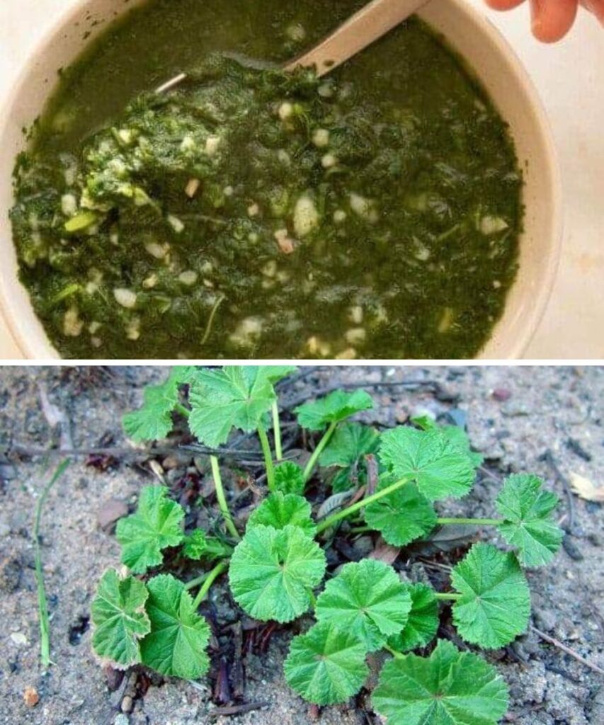 Common Mallow: A Miracle Plant That Can Treat A Variety of Ailments And Conditions