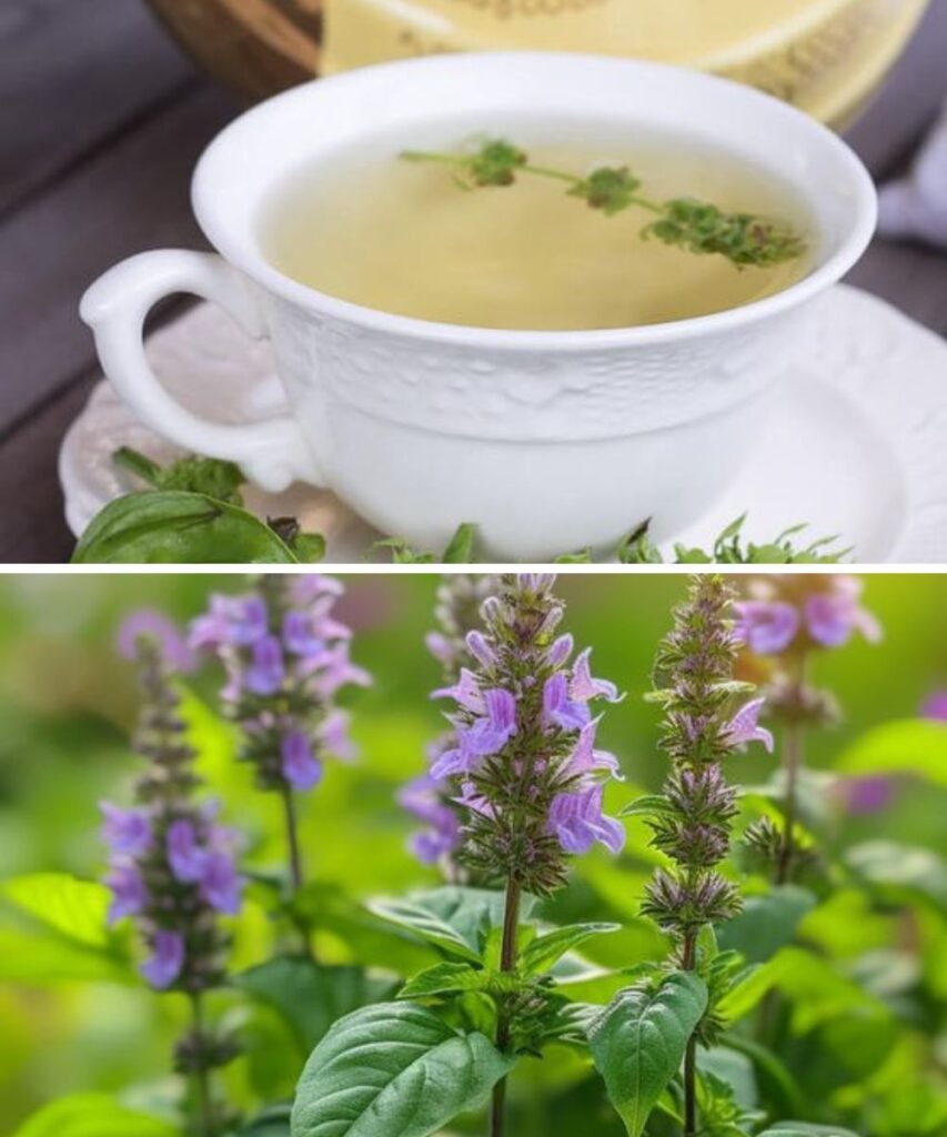 8 Hidden Benefits of Basil Flowers for Your Health
