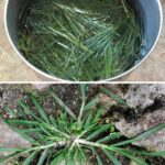 How Goose Grass Can Heal You: A Natural Remedy For Dozens Of Diseases