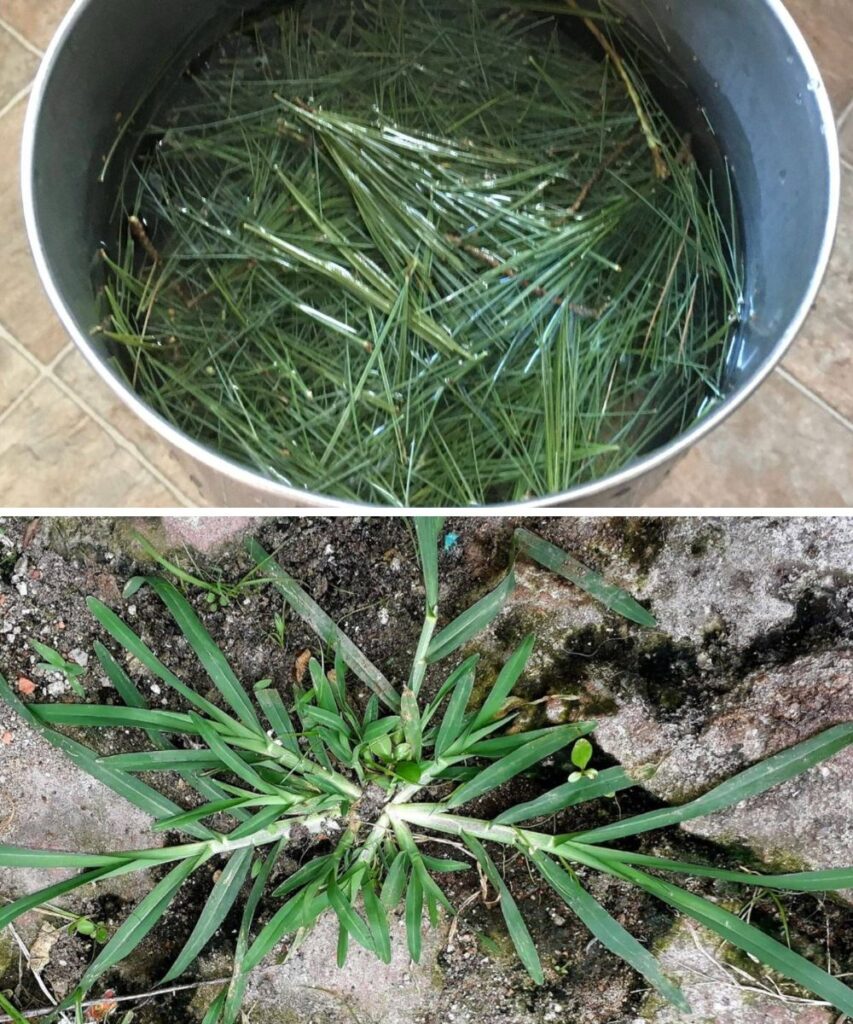How Goose Grass Can Heal You: A Natural Remedy For Dozens Of Diseases