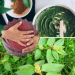 6 Remarkable Benefits of Euphorbia Hirta for Health and Healing