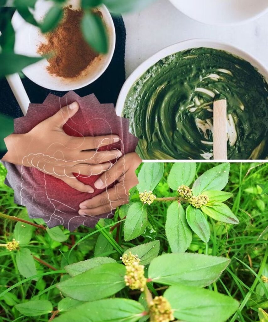 6 Remarkable Benefits of Euphorbia Hirta for Health and Healing