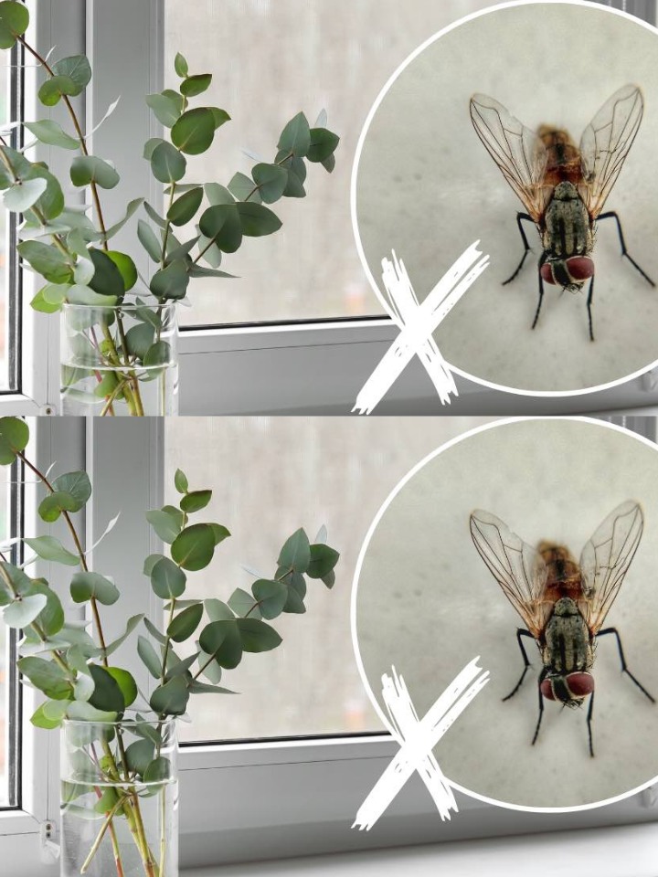 A house infested with flies: With these plants you won’t see a single fly.