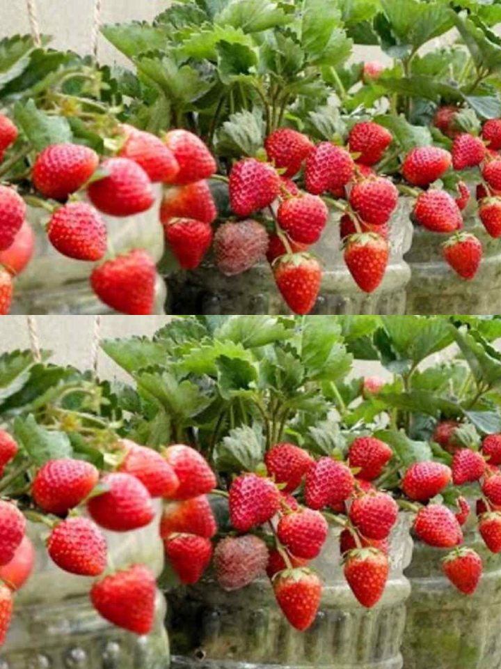 No garden necessary: ​​How to grow strawberries at home – at no cost