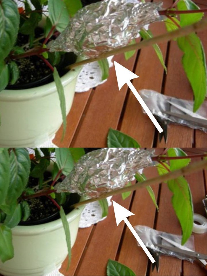 Plants, putting aluminum foil in pots: Everyone does it and the reason is surprising