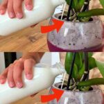 Orchids, when watered with this ingredient, bloom ten times more