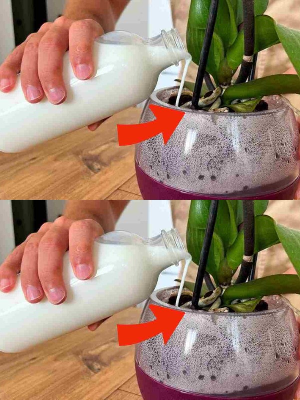 Orchids, when watered with this ingredient, bloom ten times more