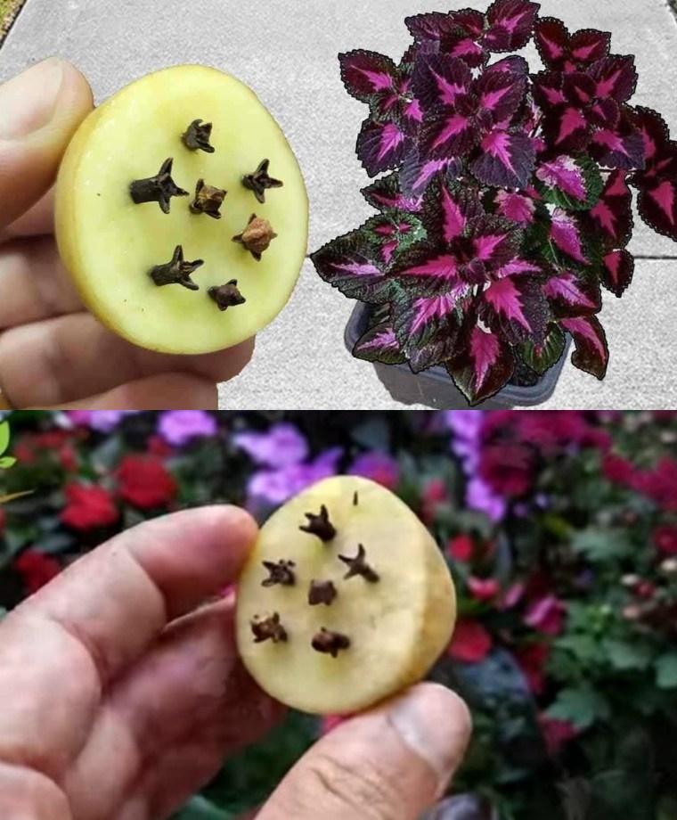 After discovering this natural fertilizer, you will no longer buy it in the store