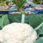 How to grow cauliflower in containers at home