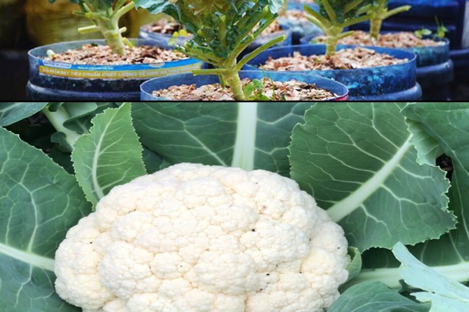 How to grow cauliflower in containers at home