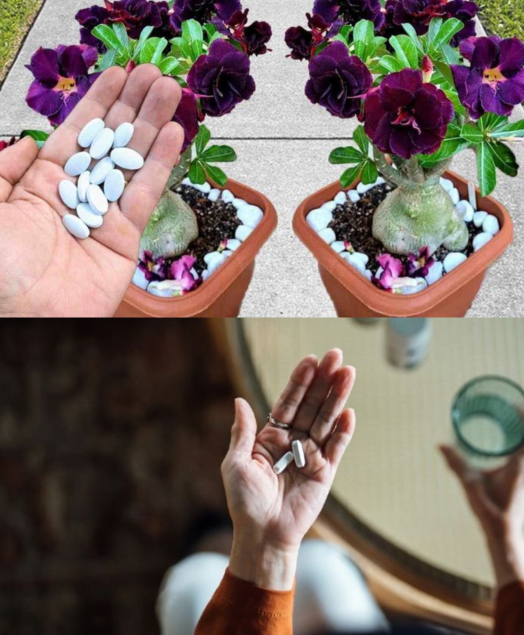 This pill will make many flowers in the garden and on the balcony explode