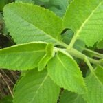 12 Health Benefits of Indian Borage (Mexican Mint). And How to Use
