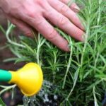 Here Are 5 Things You Must Do to Keep Your Rosemary Always Thick and Fragrant