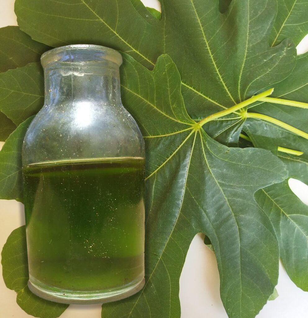 Fig leaf oil: the old healing recipe of our grandparents