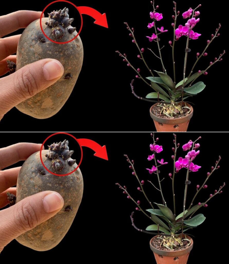 Strong and small orchids? Try the apple one!