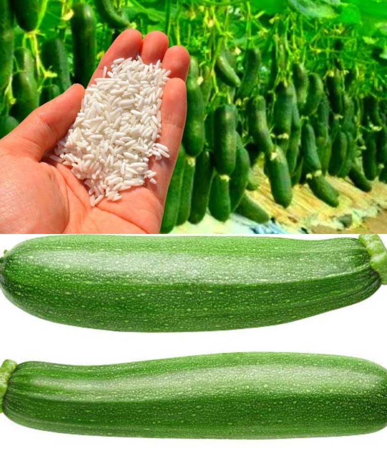 Sprinkle it under the zucchini, they will grow endlessly: you will harvest a lot of it