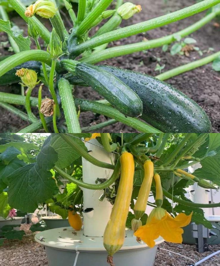 Never bury zucchini next to these plants: a mistake many make
