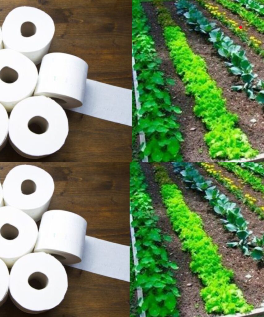For the vegetable patch: Make your own seed tape from toilet paper