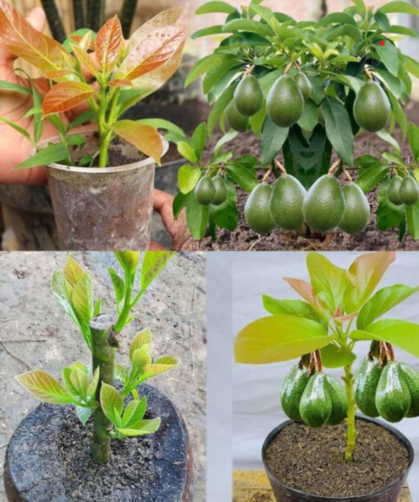 How to grow avocados at home for an endless supply