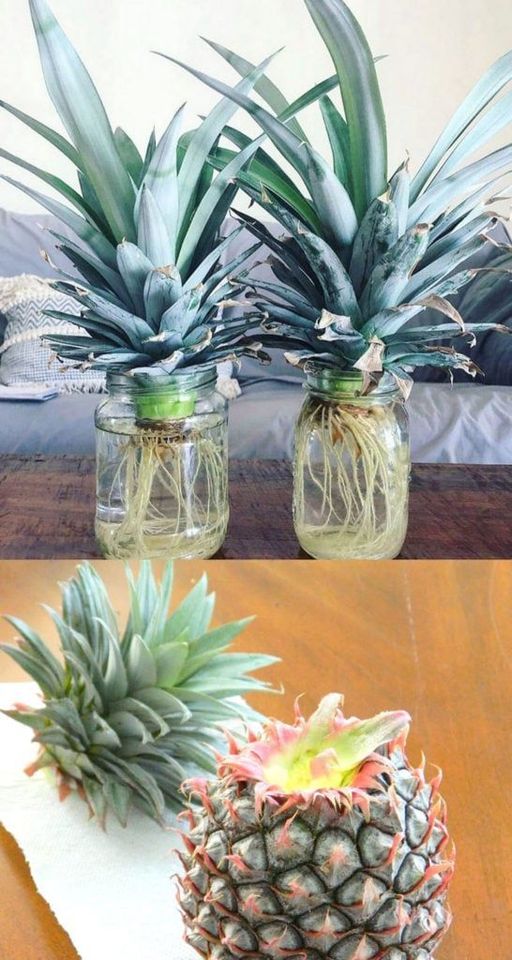 How to grow a pineapple from scratch (from a pineapple)