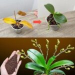 Just a teaspoon, and suddenly the orchid blooms miraculously with many flowers