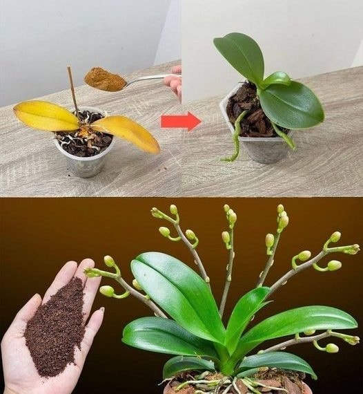 Just a teaspoon, and suddenly the orchid blooms miraculously with many flowers