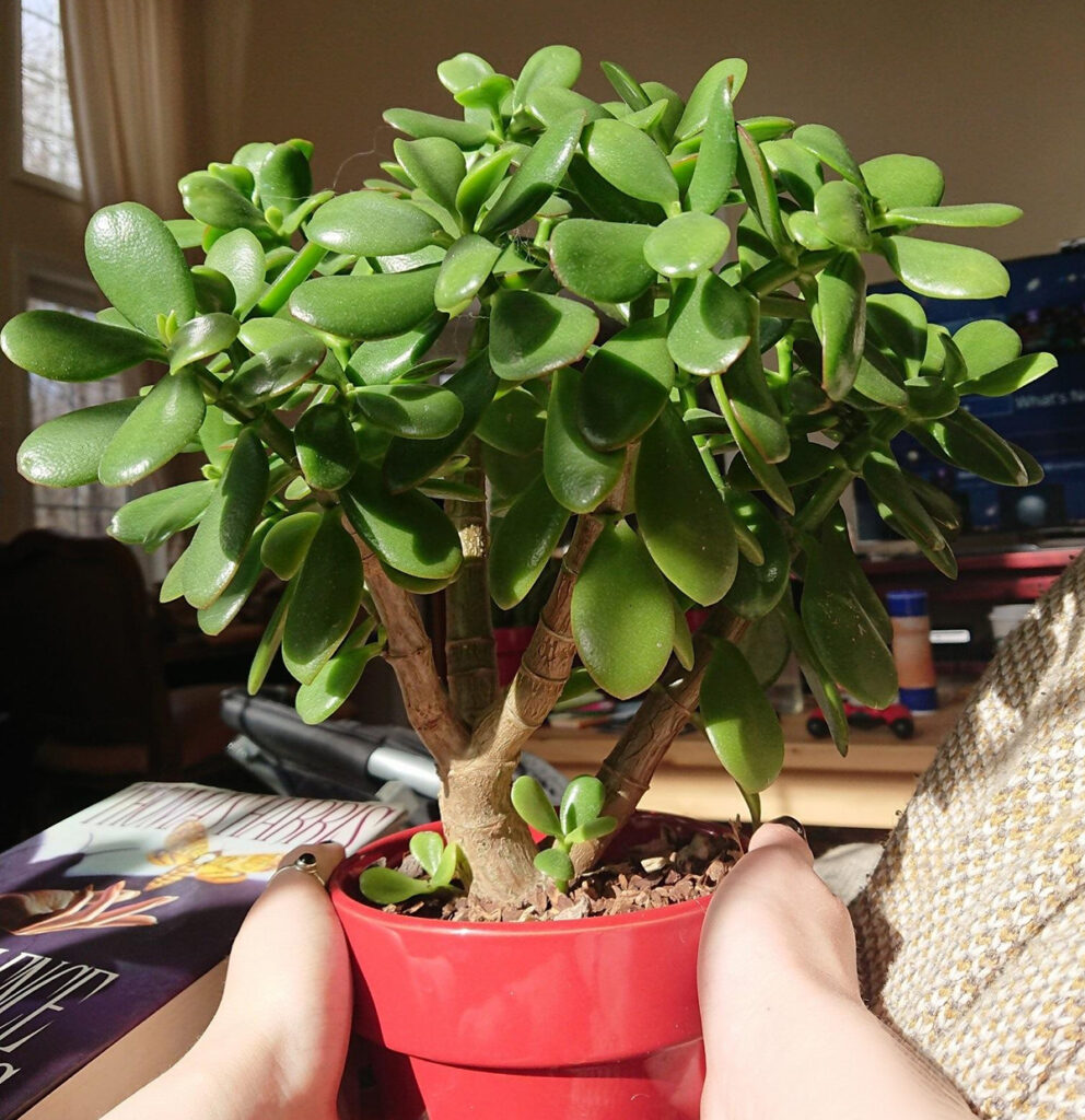 This plant attracts luck and wealth into our homes: How it should be placed