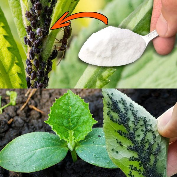 Baking soda is a gardener’s best friend: Here are 12 clever ways to use it in the garden