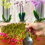 Just 1 teaspoon for each flower you have at home and the bloom is assured