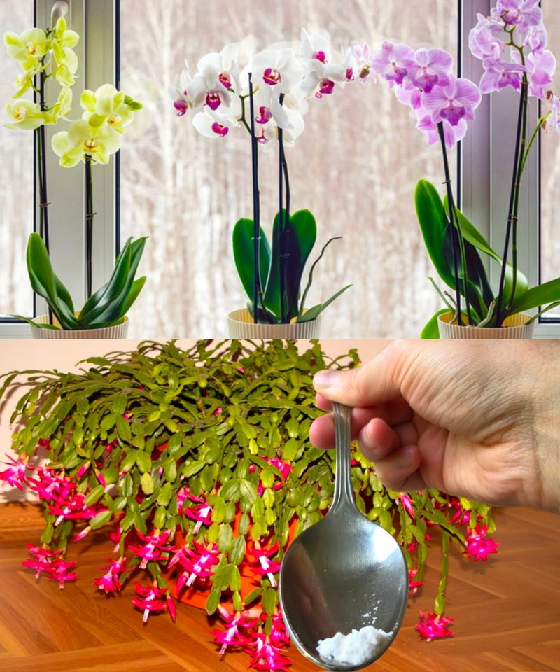 Just 1 teaspoon for each flower you have at home and the bloom is assured