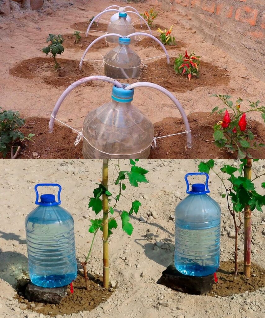 The easiest system for watering cucumbers, tomatoes, zucchini, watermelons and melons