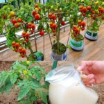 7 homemade fertilizers for growing beautiful tomatoes in containers