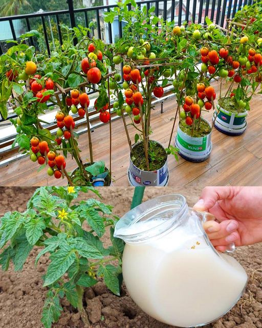 7 homemade fertilizers for growing beautiful tomatoes in containers