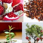 How to grow a pomegranate tree from seed in a pot