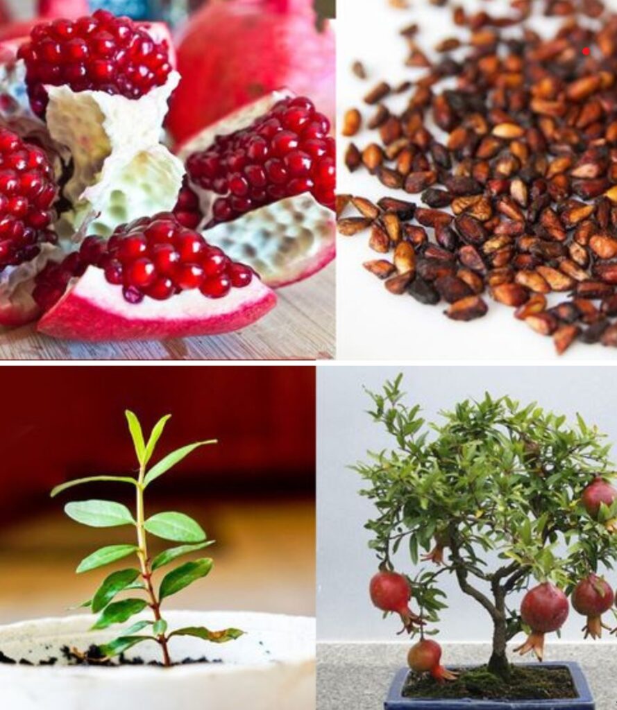 How to grow a pomegranate tree from seed in a pot
